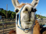 llama.jpg