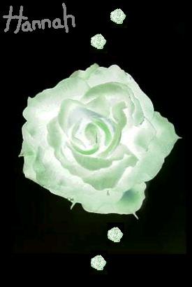 rose.jpg